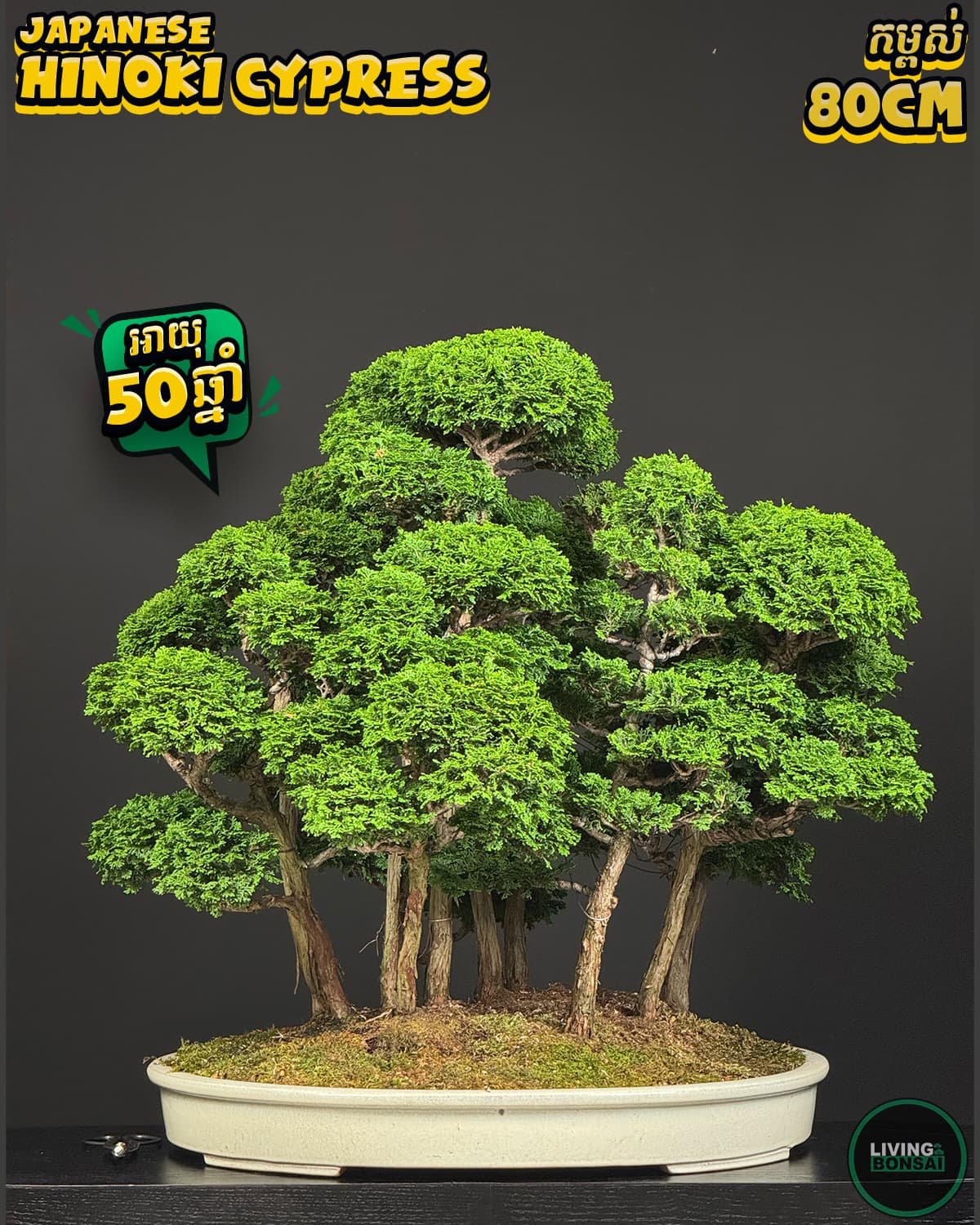 ប្រភេទដើម : Hinoki Cypress 🌳