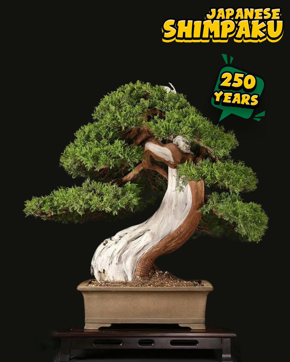 ប្រភេទដើម : Shimpaku ( Sargent Juniper ) 🌳