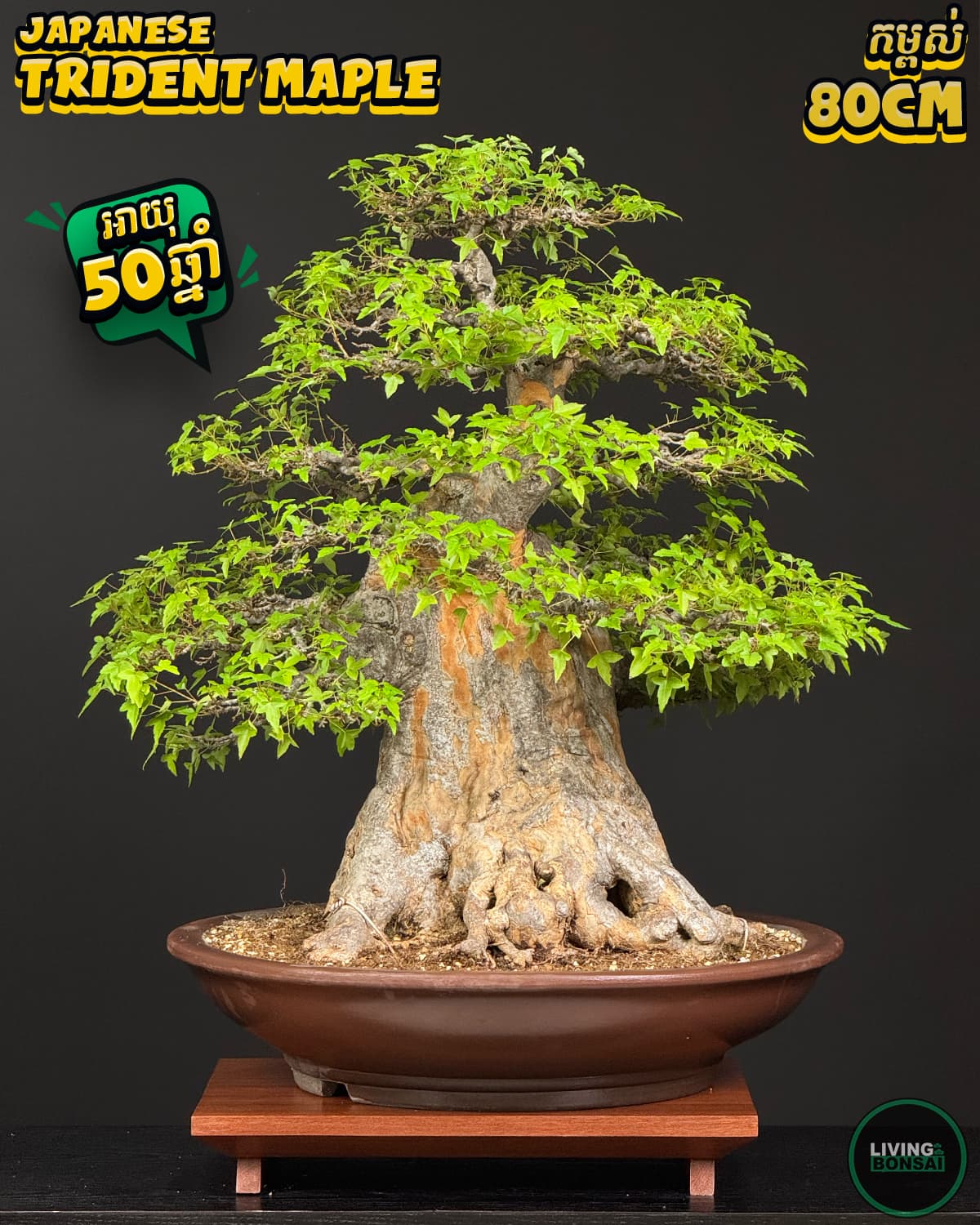 ប្រភេទដើម : Trident Maple 🍁