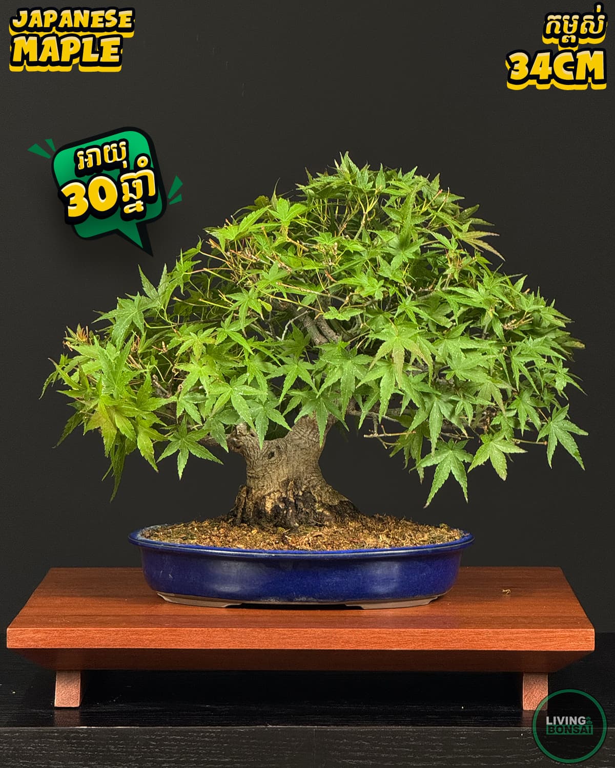 ប្រភេទដើម : Maple 🍁