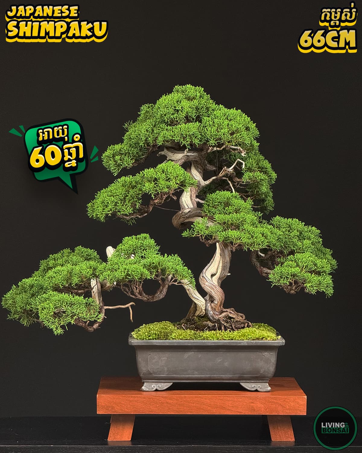 ប្រភេទដើម : Shimpaku ( Sargent Juniper ) 🌳