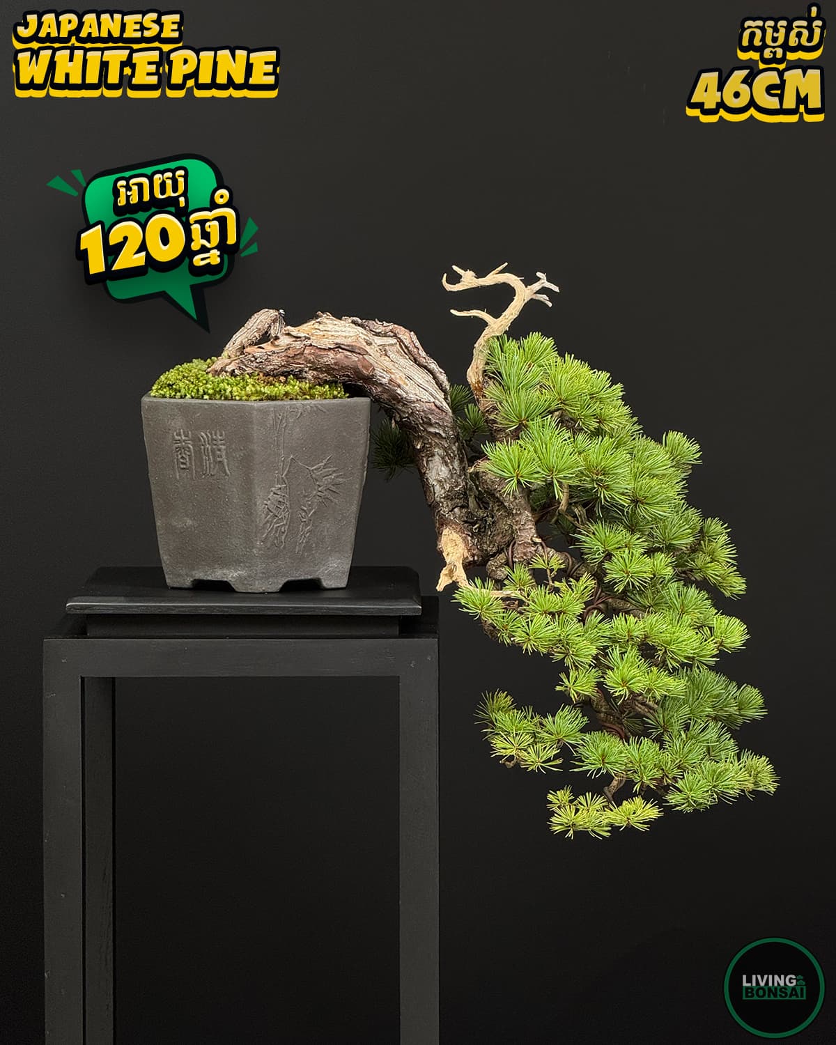 ប្រភេទដើម : White Pine 🌳