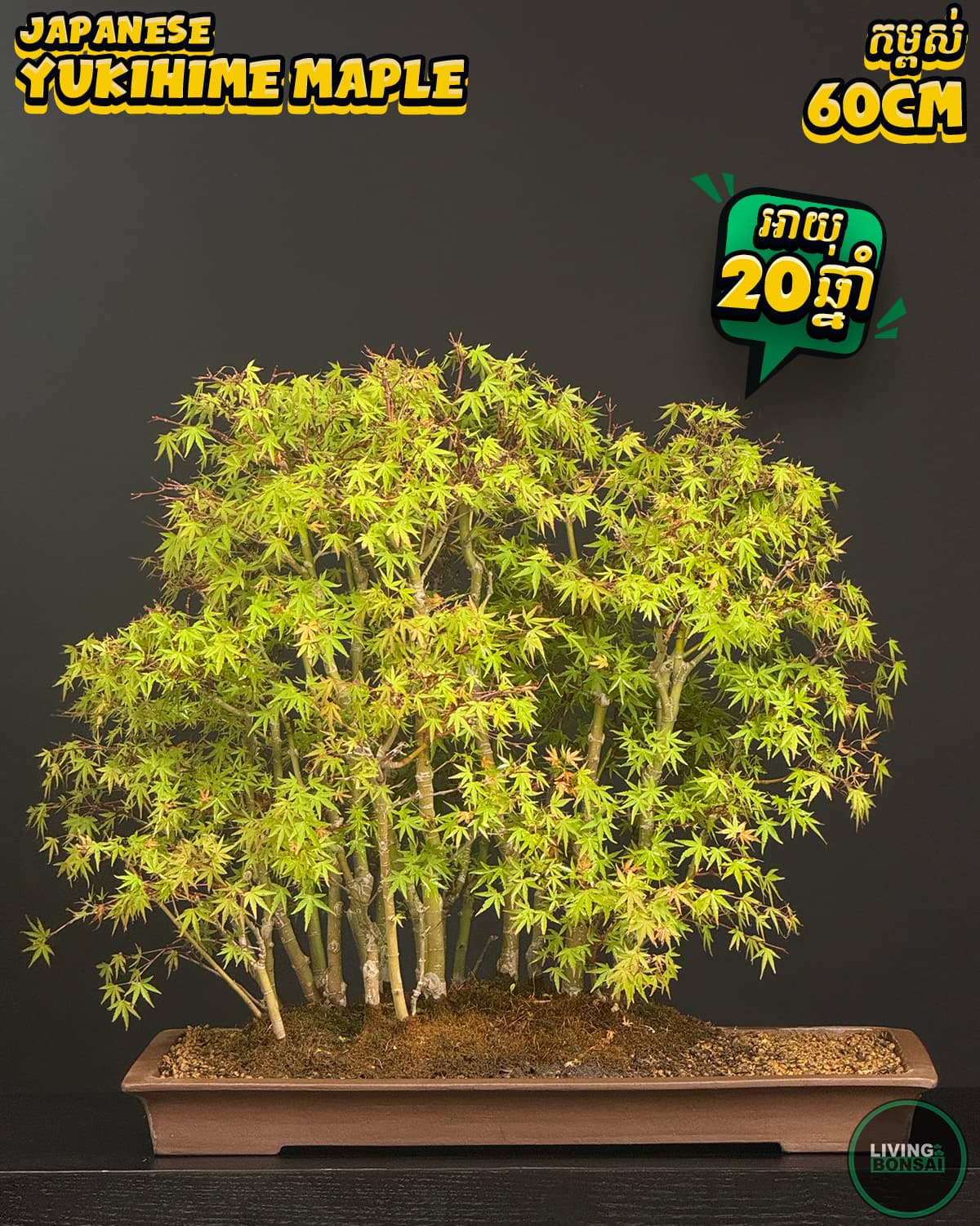 ប្រភេទដើម : Yukihime Maple ( Forest Style )🍁