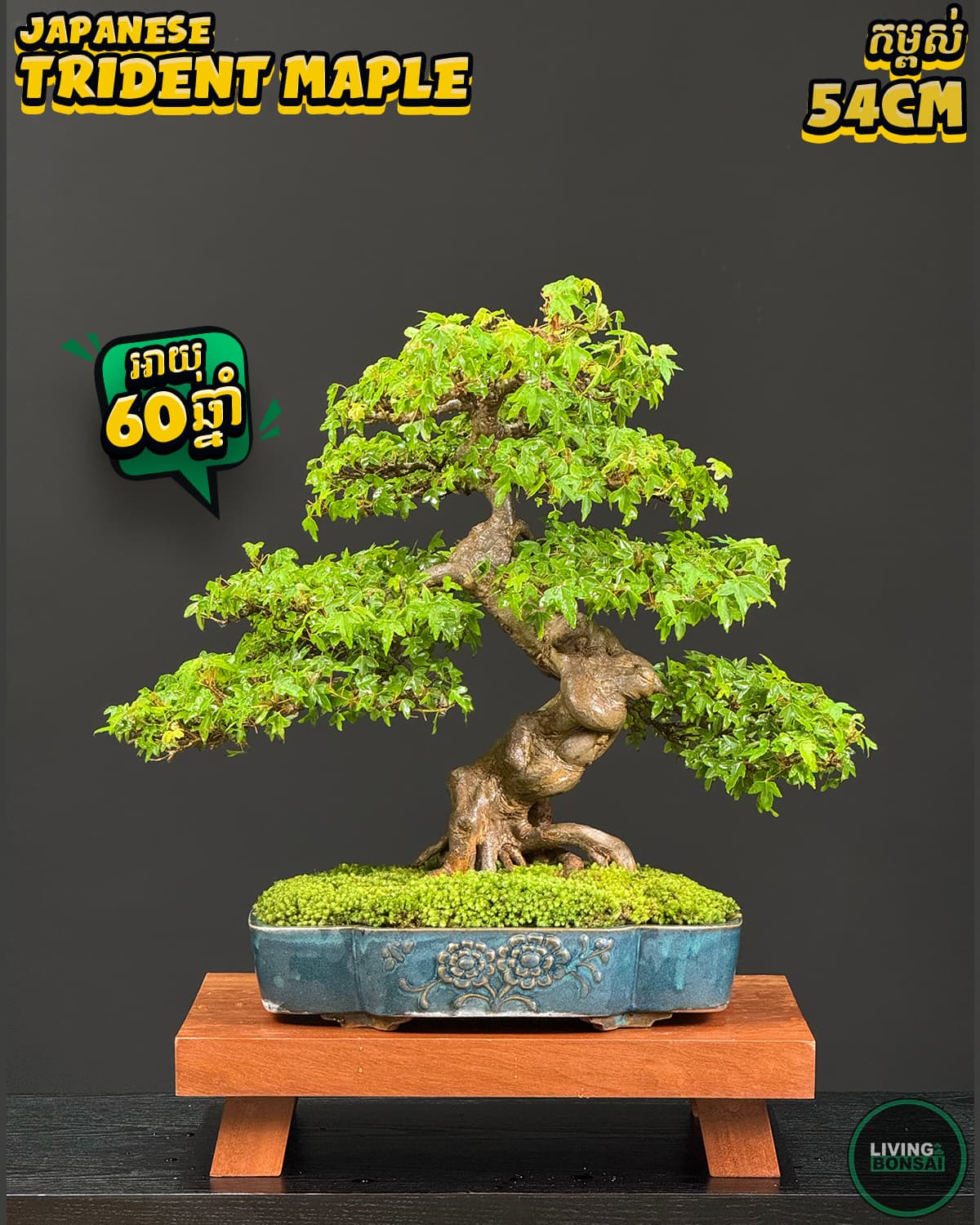 ប្រភេទដើម : Trident Maple 🍁