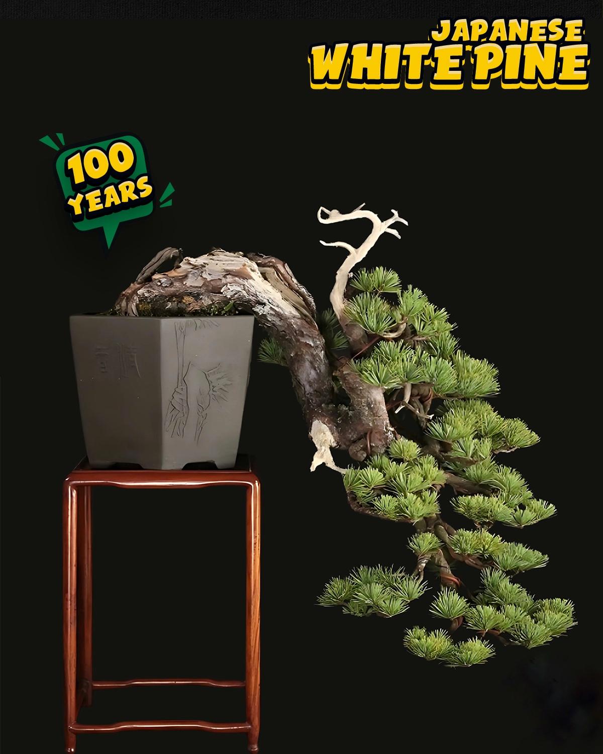 ប្រភេទដើម : White Pine 🌳