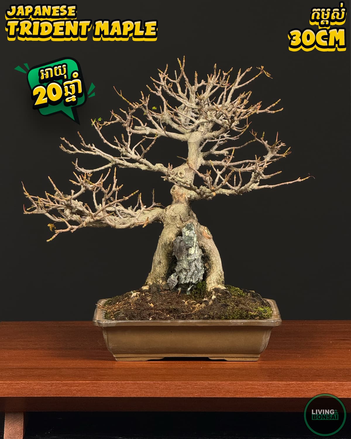ប្រភេទដើម : Trident Maple 🍁