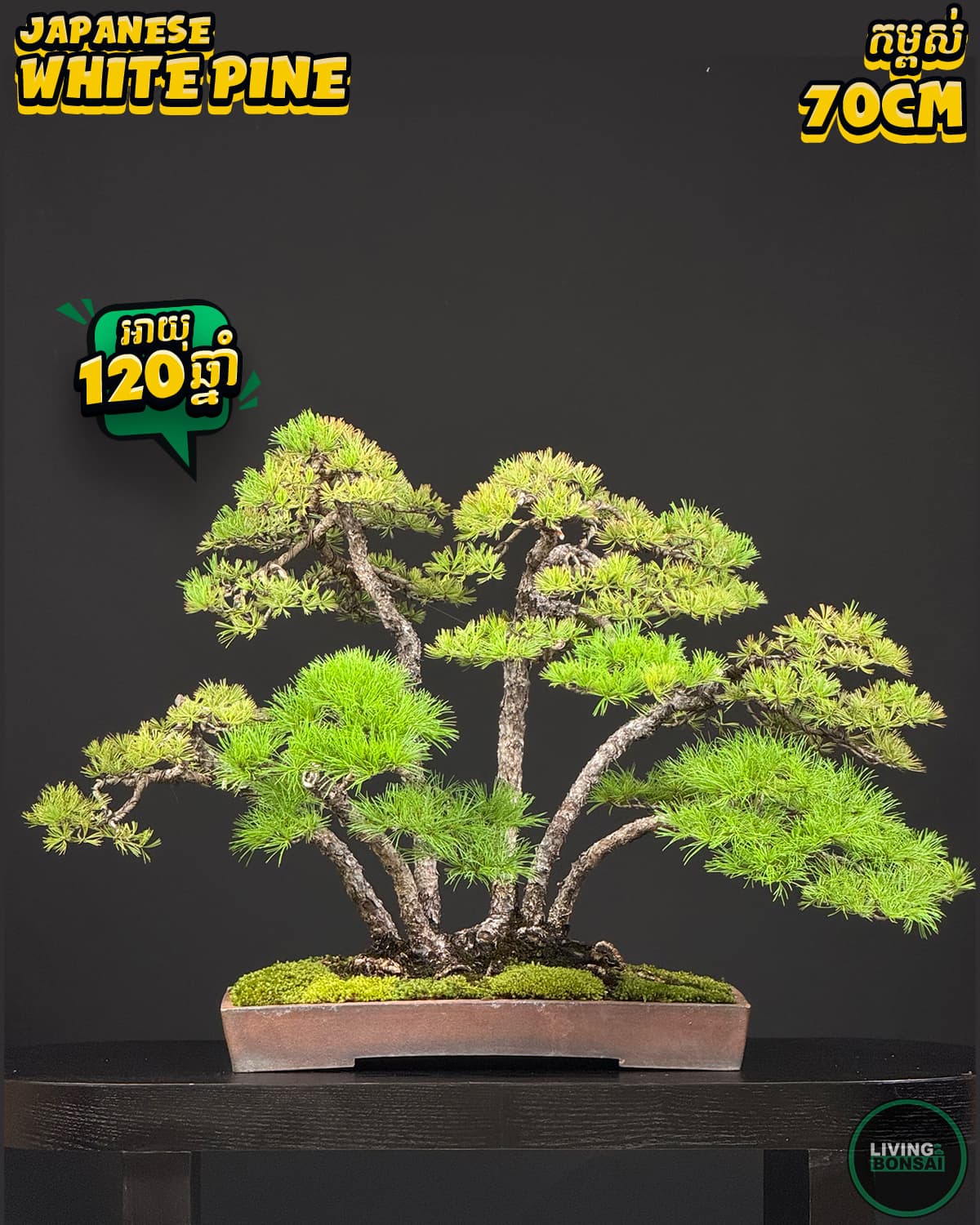 ប្រភេទដើម : White Pine 🌳