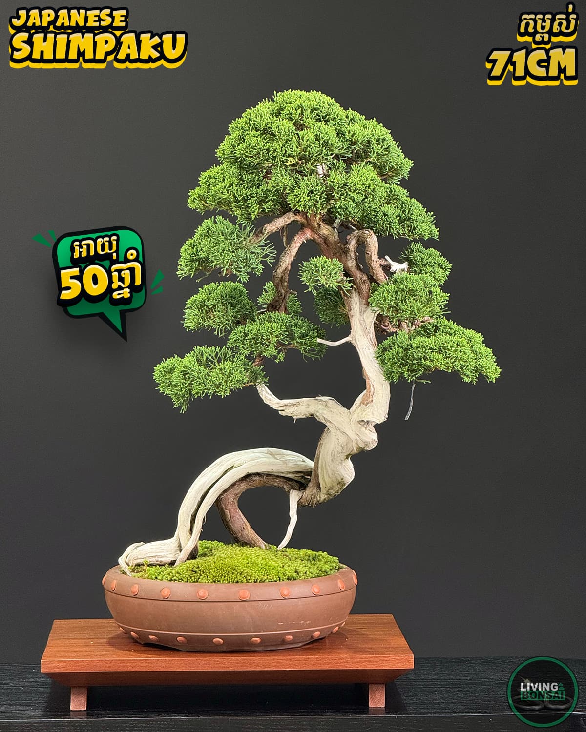 ប្រភេទដើម : Shimpaku ( Sargent Juniper ) 🌳