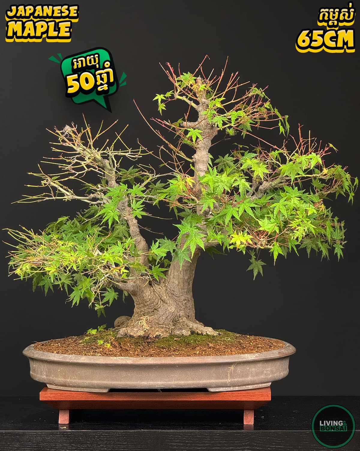 ប្រភេទដើម : Maple 🍁