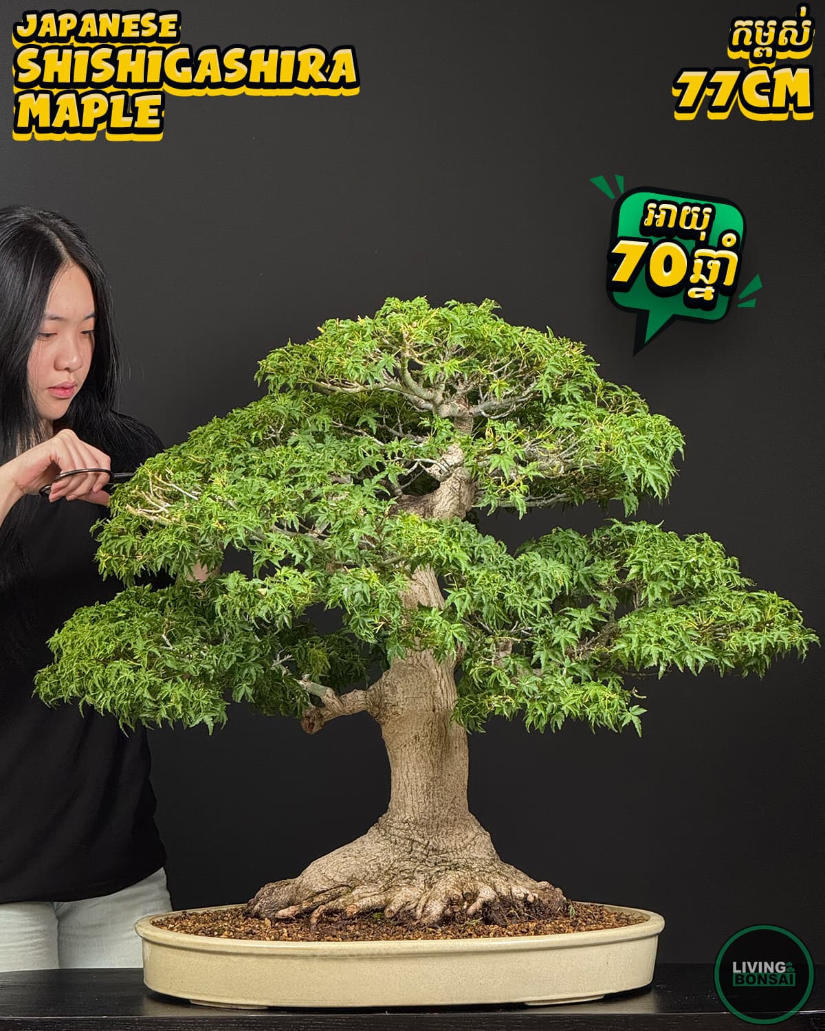 ប្រភេទដើម : Shishigashira  Maple 🍁