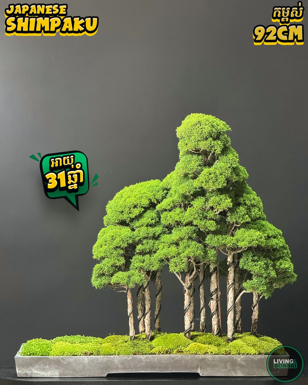 ប្រភេទដើម : Shimpaku ( Sargent Juniper ) 🌳