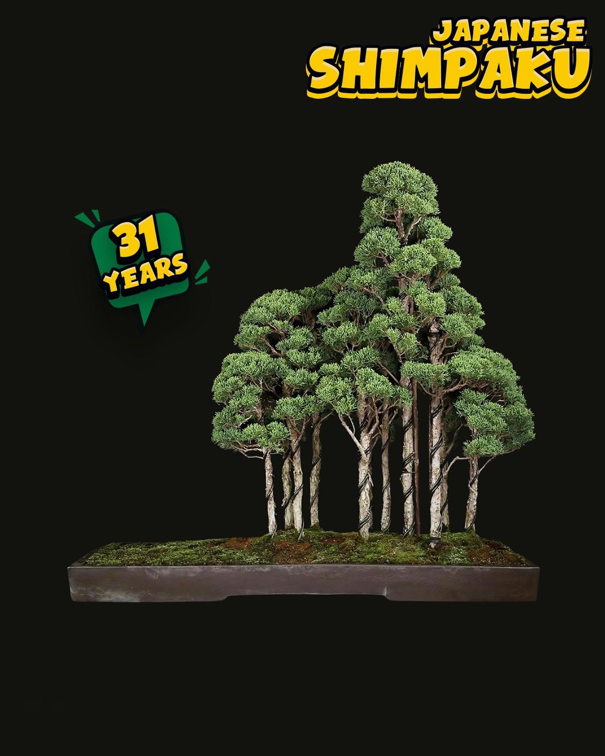 ប្រភេទដើម : Shimpaku ( Sargent Juniper ) 🌳