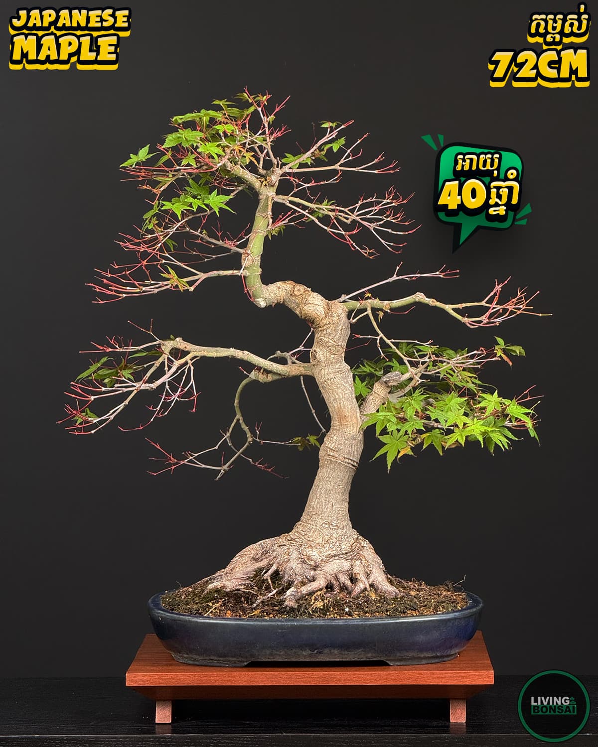 ប្រភេទដើម : Deshojo Maple 🍁