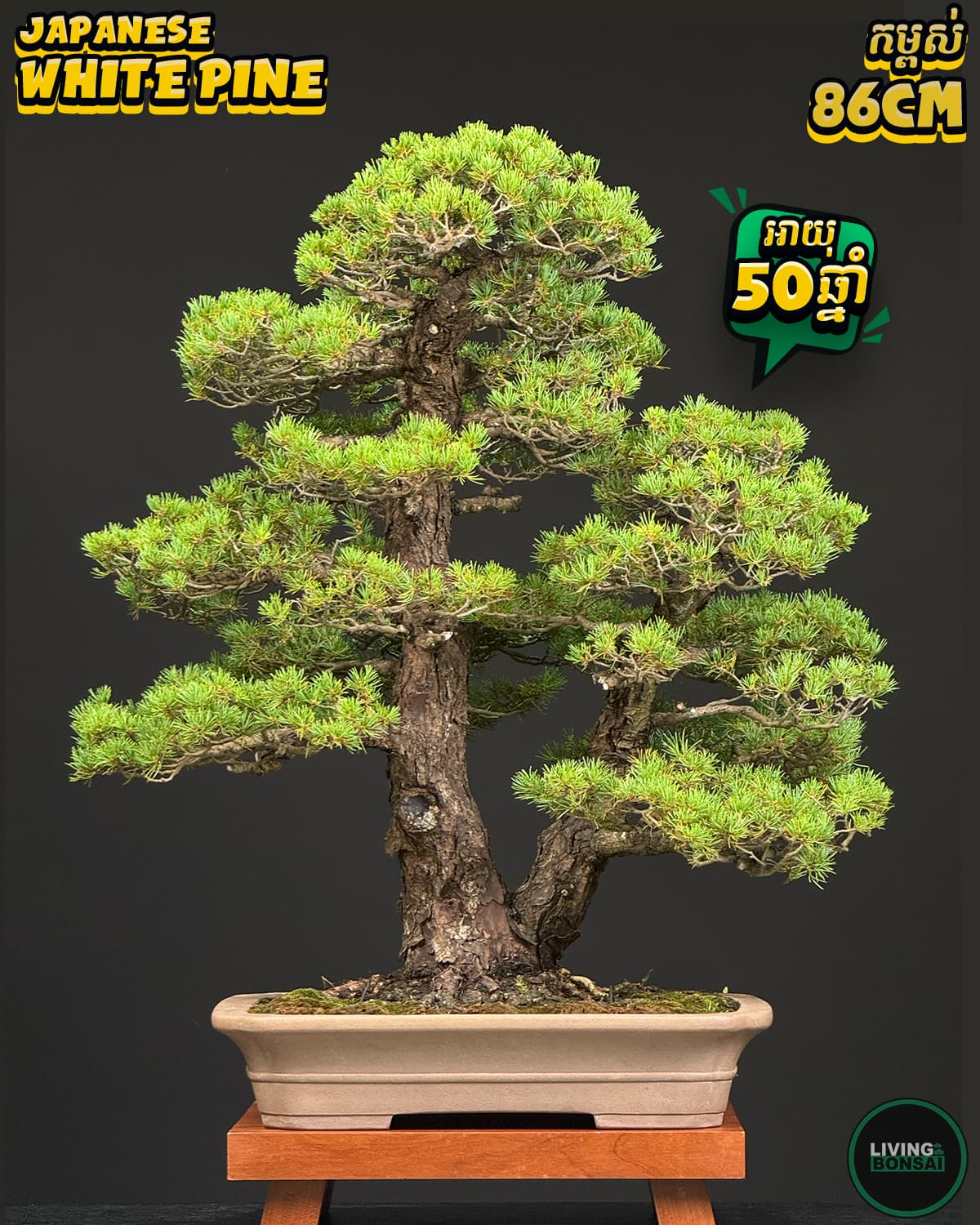 ប្រភេទដើម : White Pine 🌳