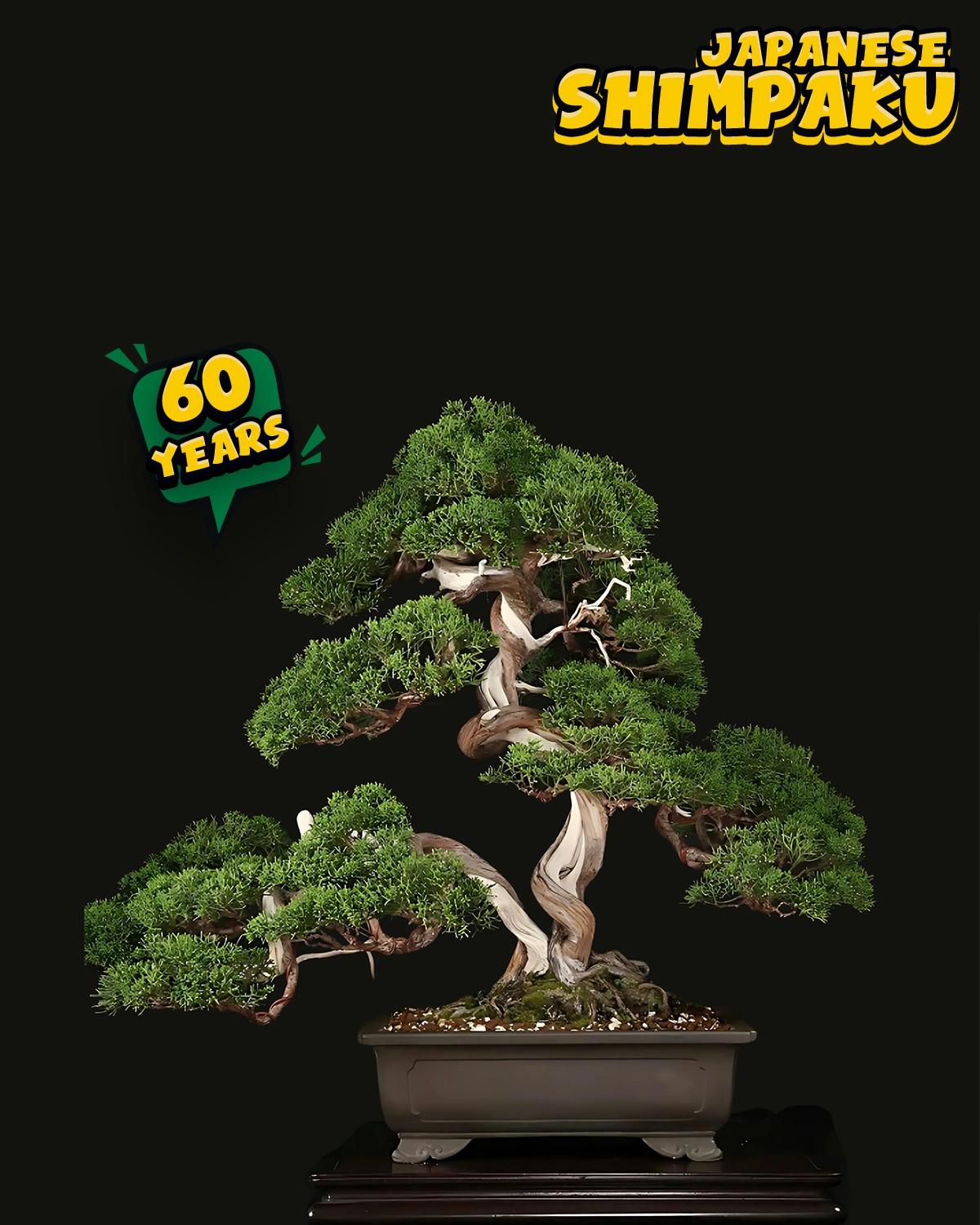 ប្រភេទដើម : Shimpaku ( Sargent Juniper ) 🌳