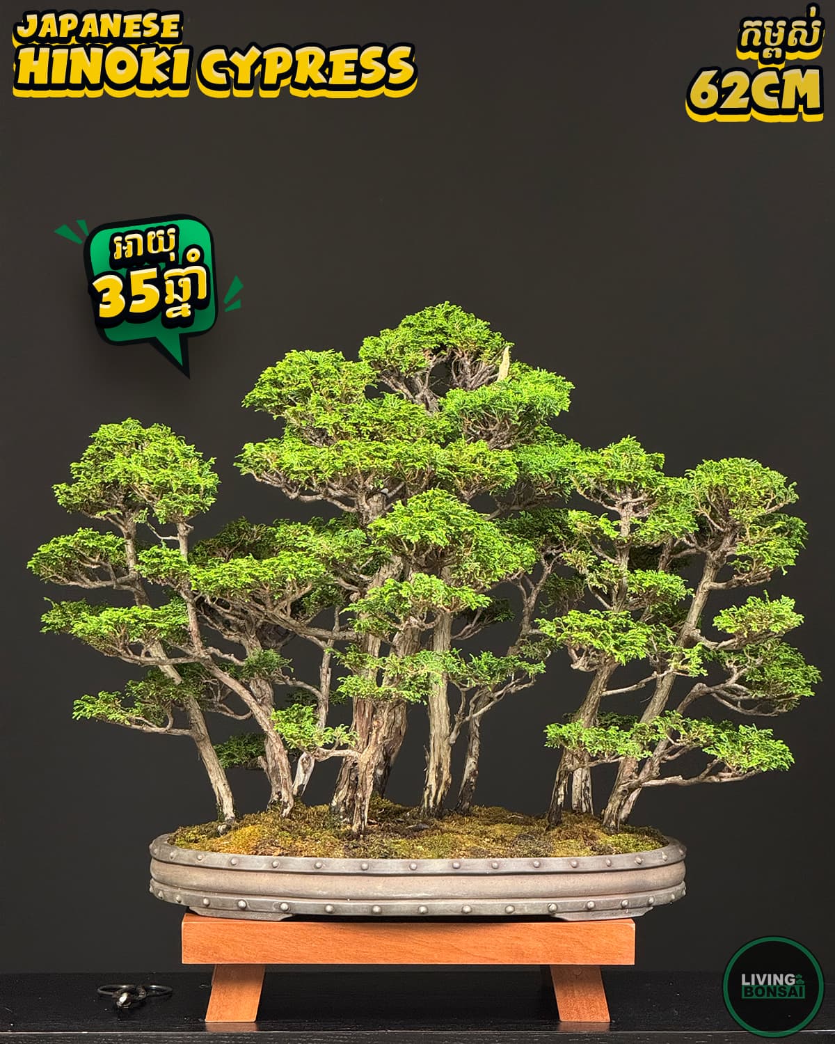 ប្រភេទដើម : Hinoki Cypress 🌳