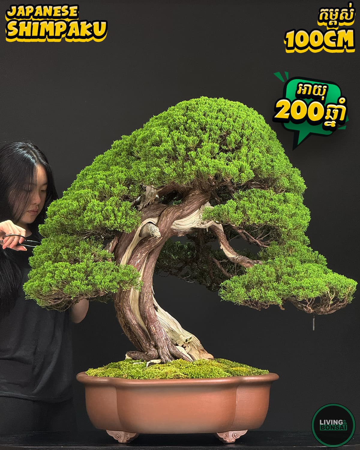 ប្រភេទដើម : Shimpaku ( Sargent Juniper ) 🌳