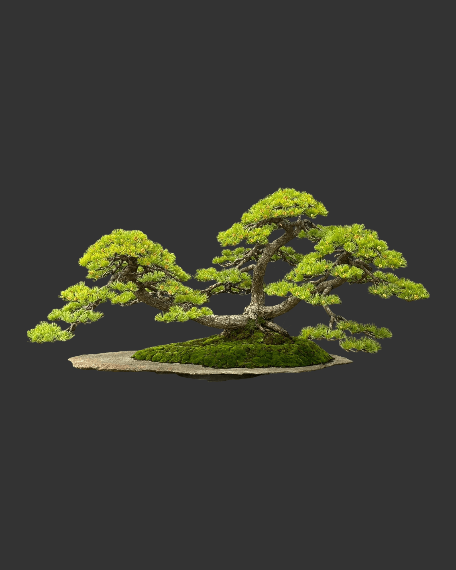 ប្រភេទដើម : White Pine 🌳