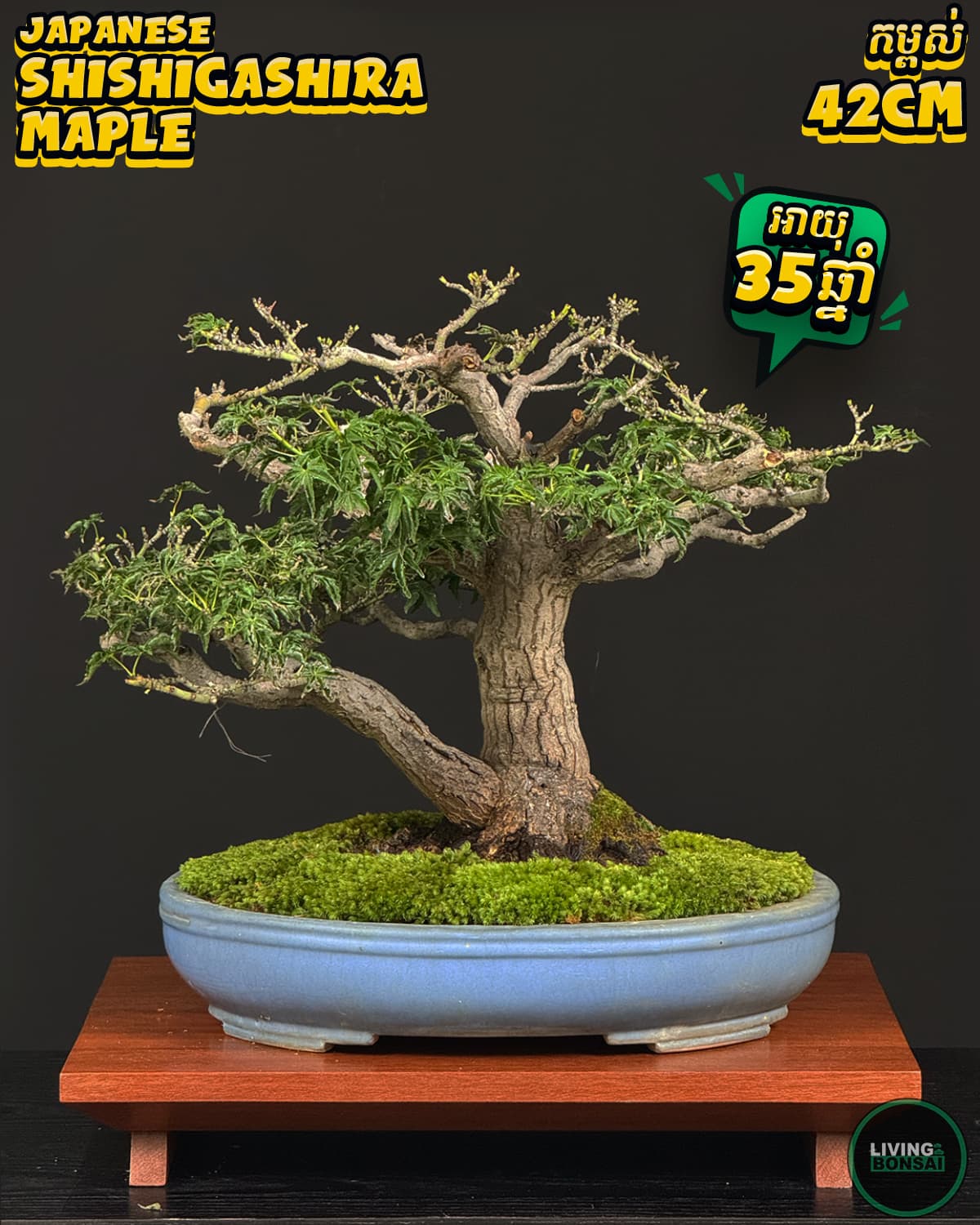 ប្រភេទដើម : Shishigashira Maple 🍁