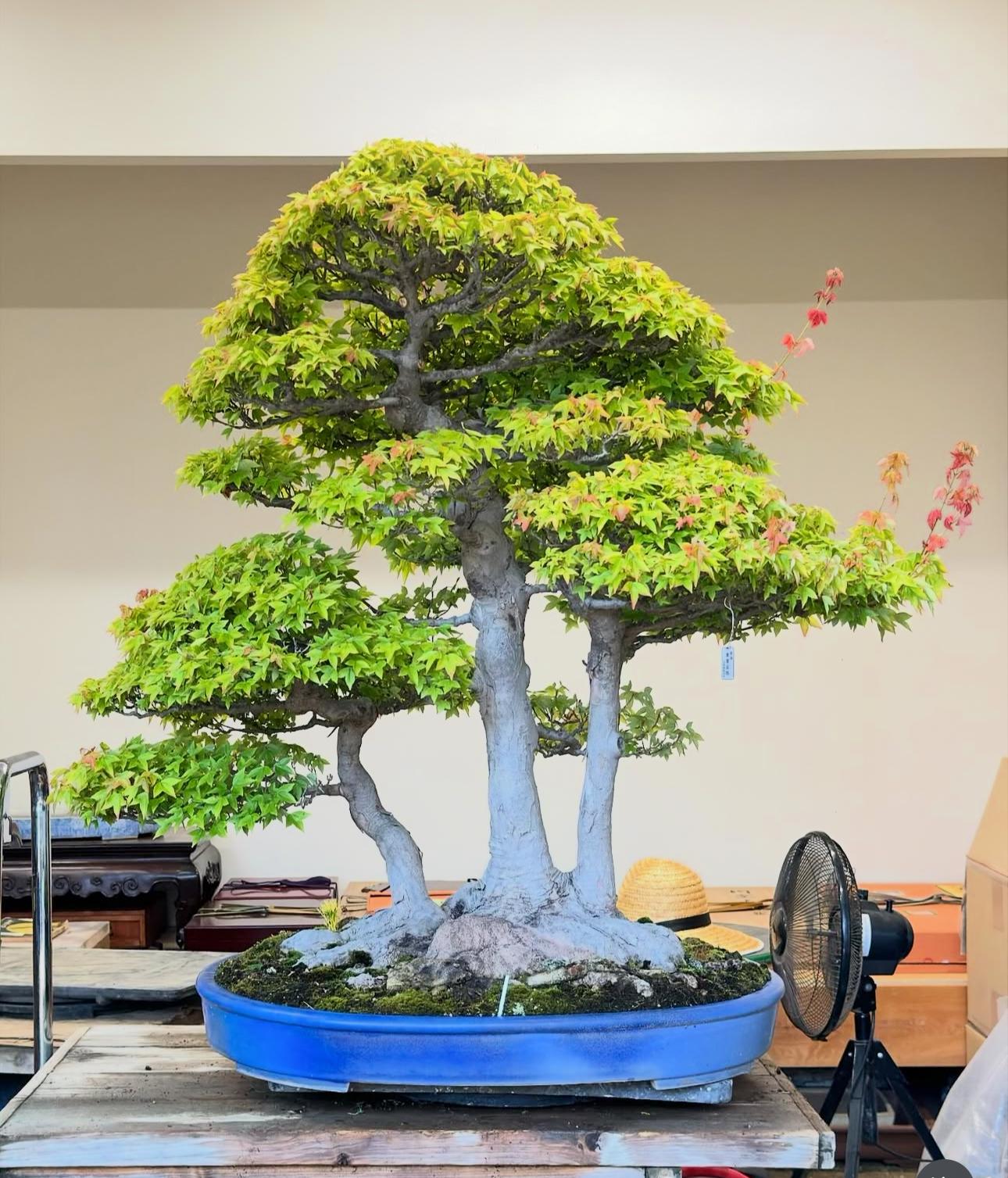 ប្រភេទដើម : Trident Maple 🍁