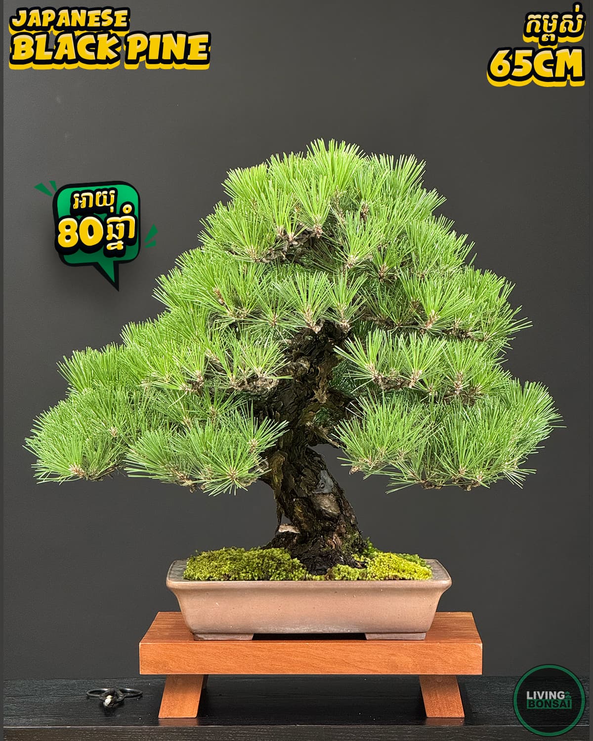 ប្រភេទដើម : Black Pine 🌲 