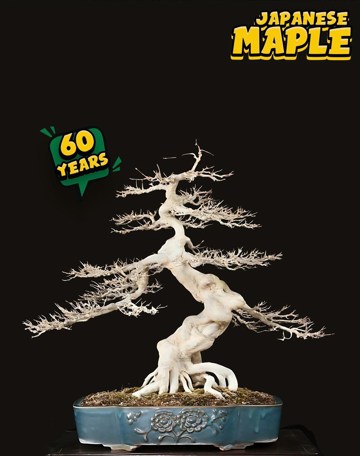 ប្រភេទដើម : Trident Maple 🍁