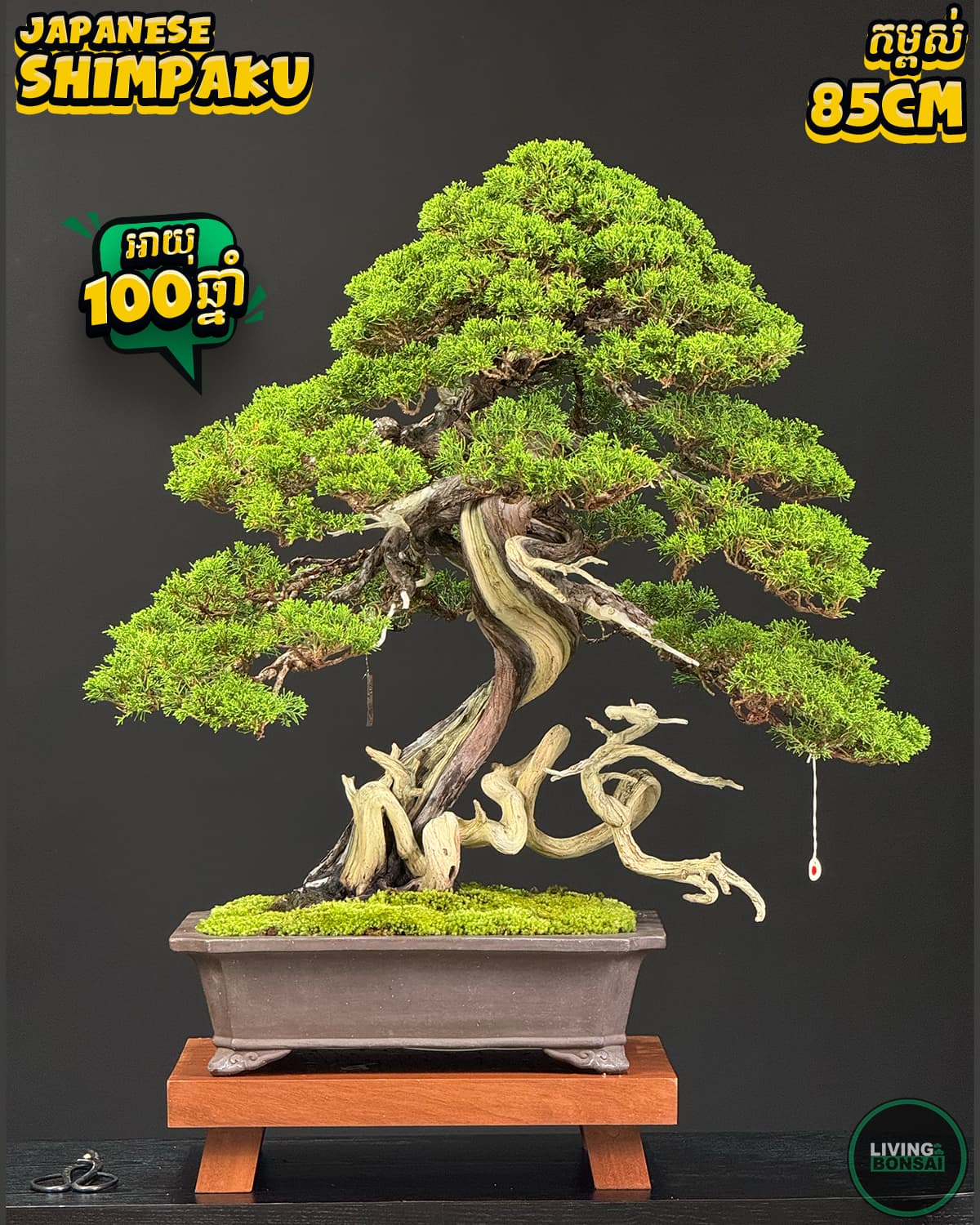 ប្រភេទដើម : Shimpaku ( Sargent Juniper ) 🌳