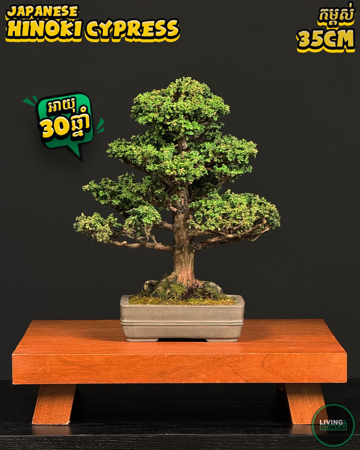ប្រភេទដើម : Hinoki Cypress 🌳