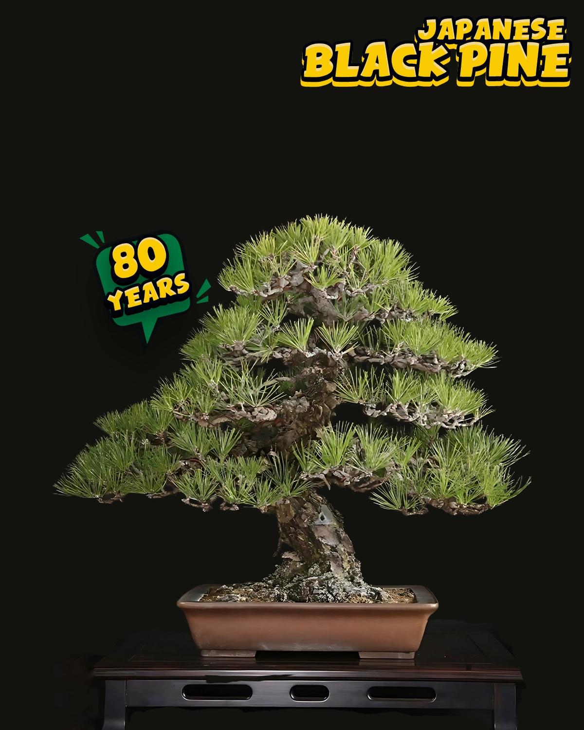 ប្រភេទដើម : Black Pine 🌲 