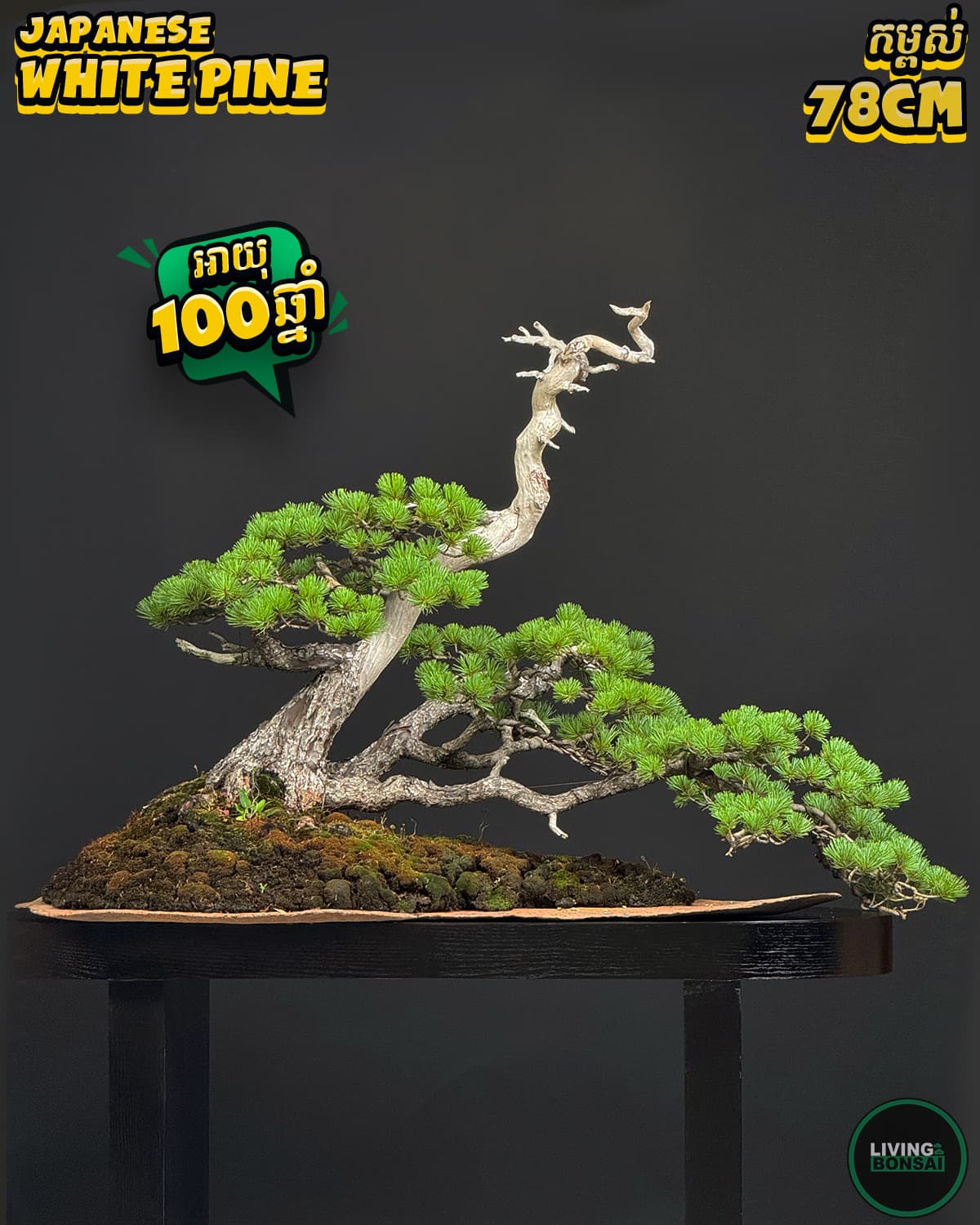 ប្រភេទដើម : White Pine 🌳