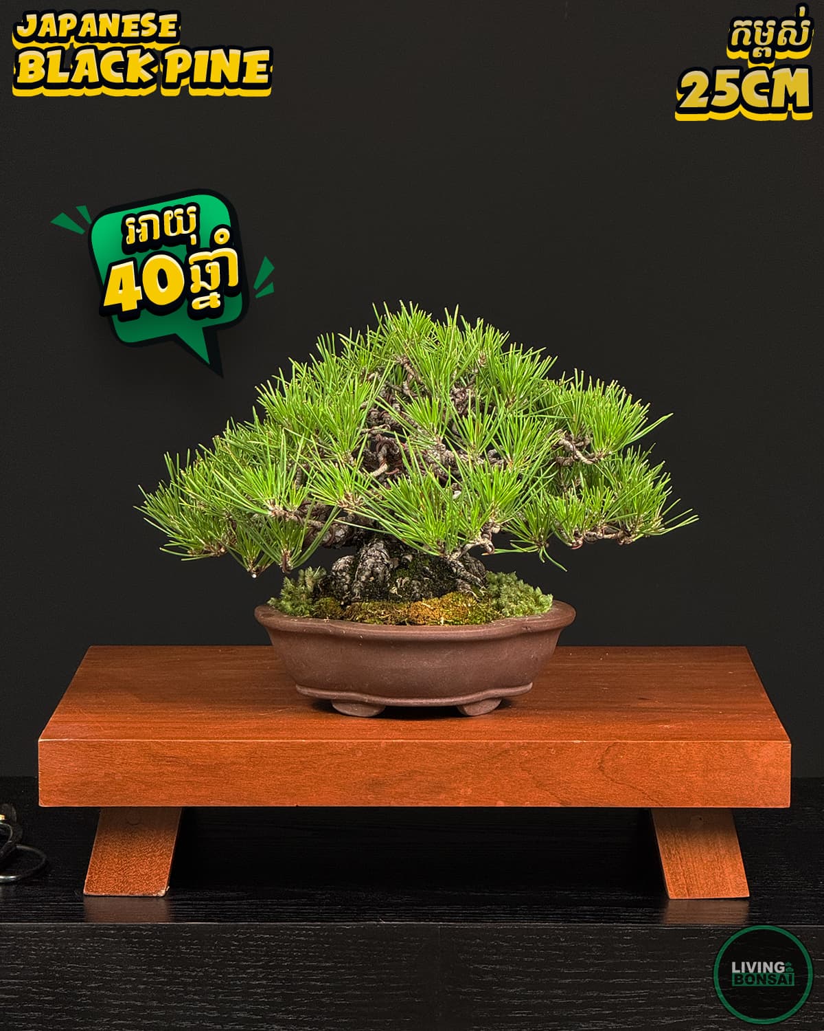 ប្រភេទដើម : Black Pine 🌲 