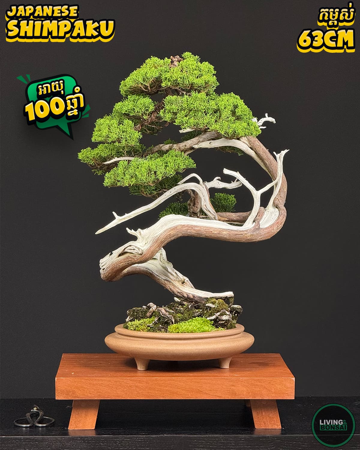 ប្រភេទដើម : Shimpaku ( Sargent Juniper ) 🌳