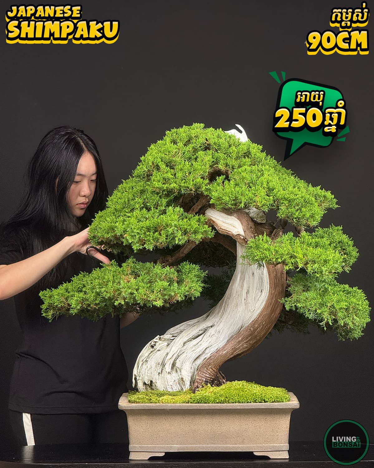 ប្រភេទដើម : Shimpaku ( Sargent Juniper ) 🌳