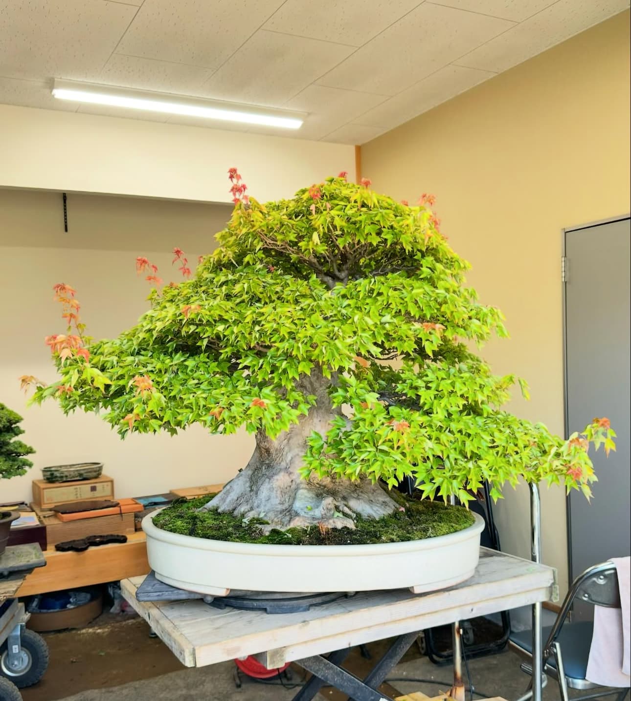 ប្រភេទដើម : Trident Maple 🍁